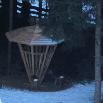 Rehe bei der Futterkrippe